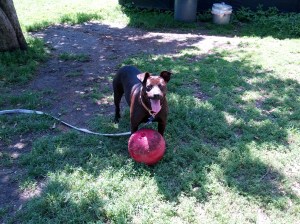 sable with ball and tongue