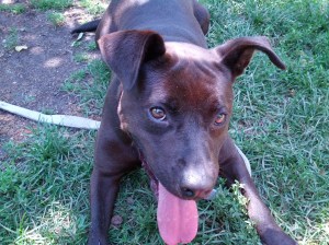 Sable with tongue out