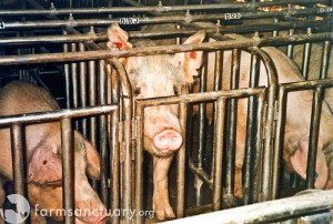 pig_gestation_crates1