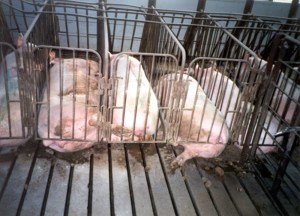pigs in crates