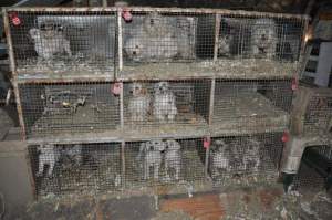 puppy-mill-